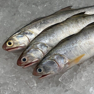 Frozen Threadfin Fish