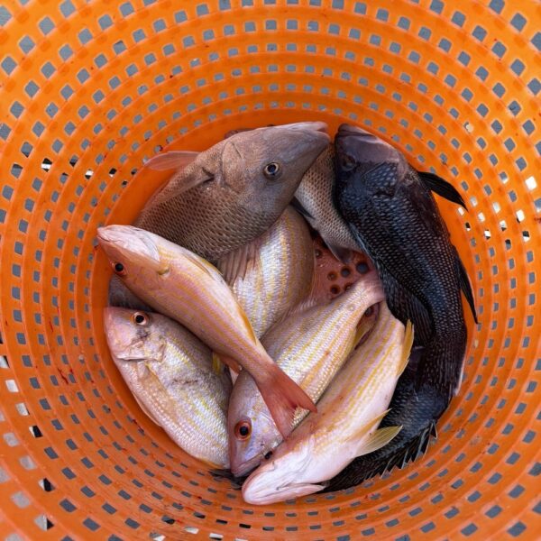Frozen Red Fish Fillet - Image 2