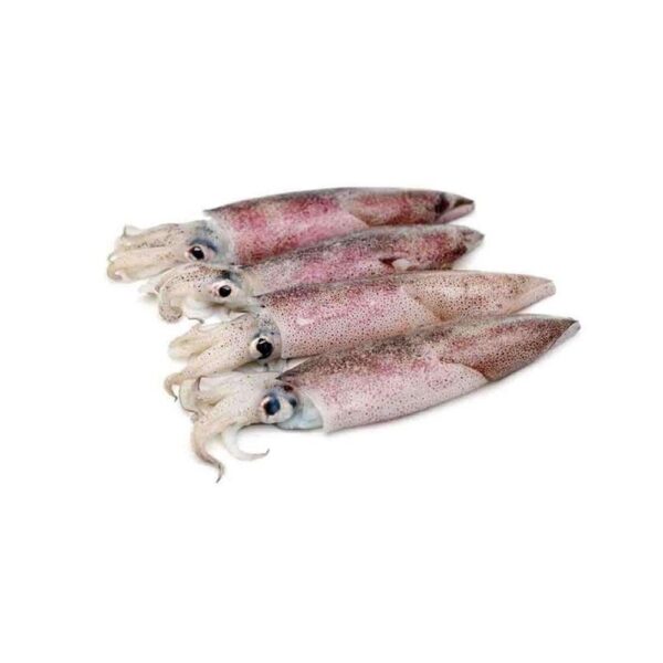 Fresh Squid - Image 6