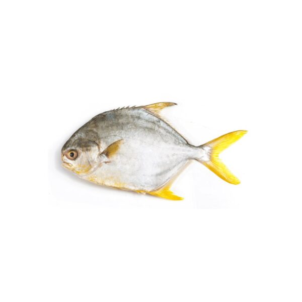 Frozen Golden Pomfret Fish - Image 2