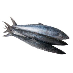 Fresh Spanish Mackerel