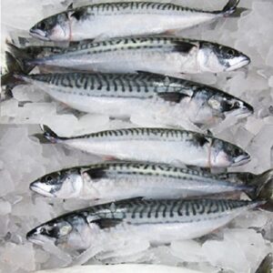 Frozen Indian Mackerel
