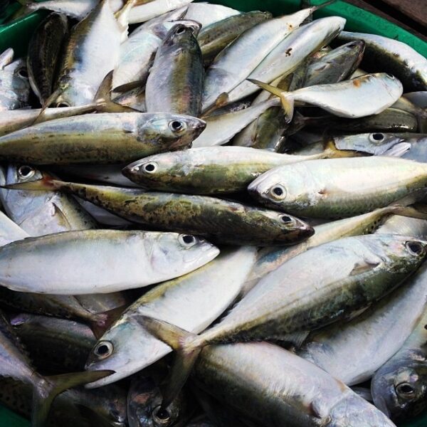 Frozen Indian Mackerel - Image 4
