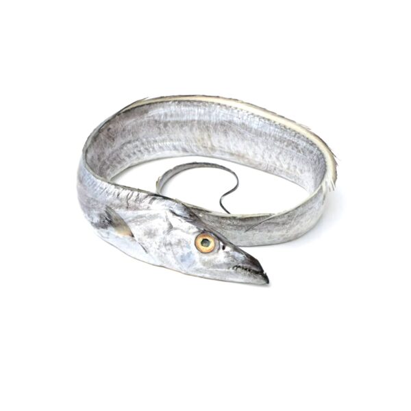 Frozen Belt Fish | Frozen Ribbon Fish