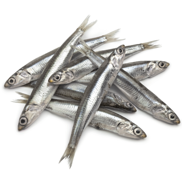 Fresh Anchovies (For Pet Food Only) - Image 4