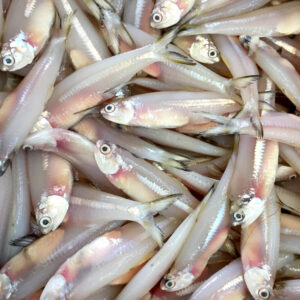 Fresh Anchovies (For Pet Food Only)