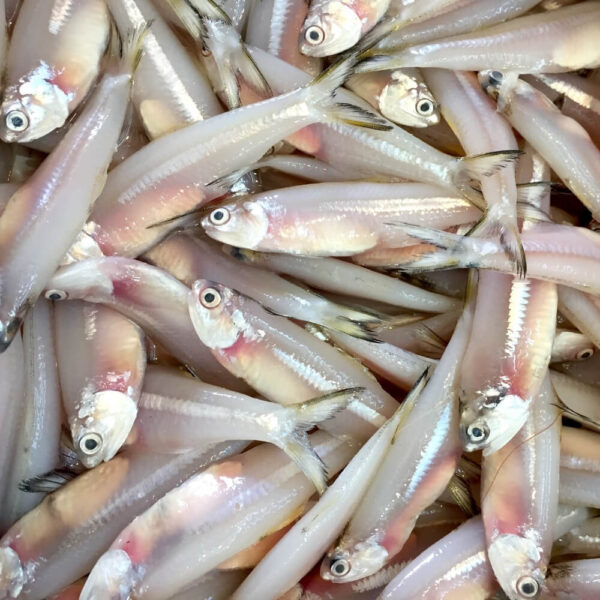 Fresh Anchovies (For Pet Food Only)