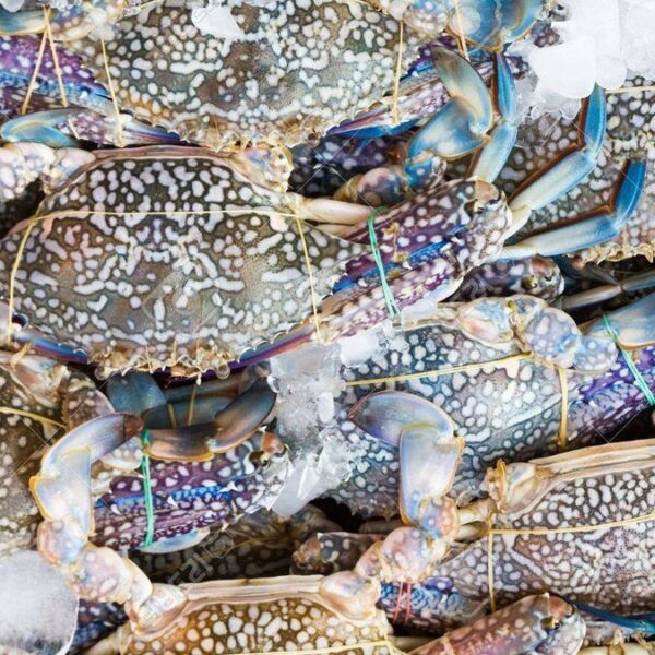 Frozen Flower Crab - Image 2