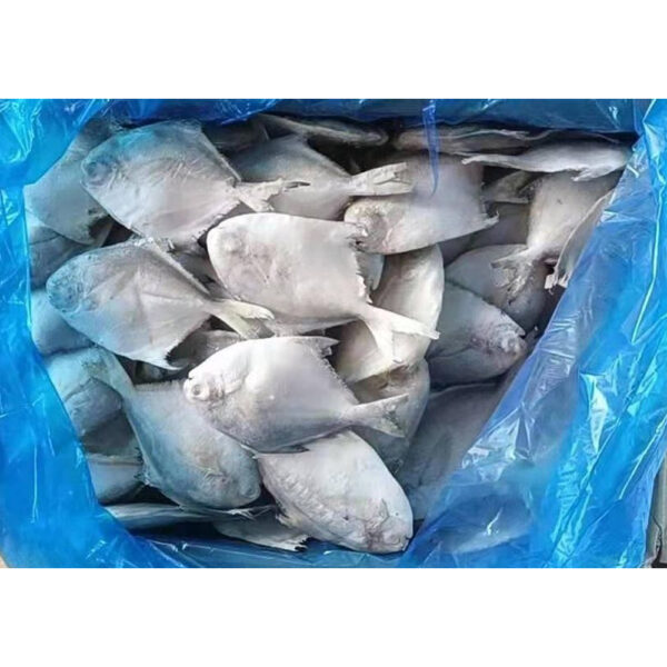 Frozen White Pomfret - Image 4