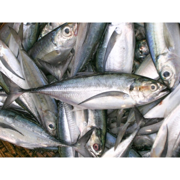 Frozen Horse Mackerel | sardine - Image 3