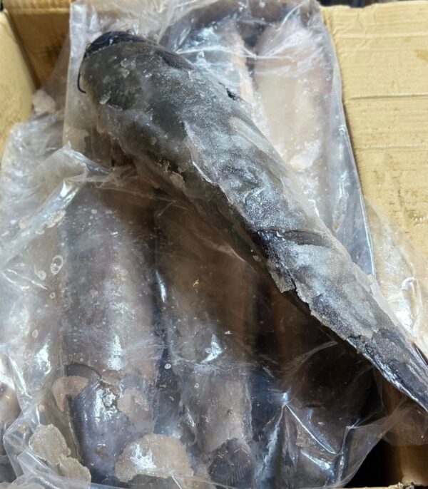 Frozen Catfish