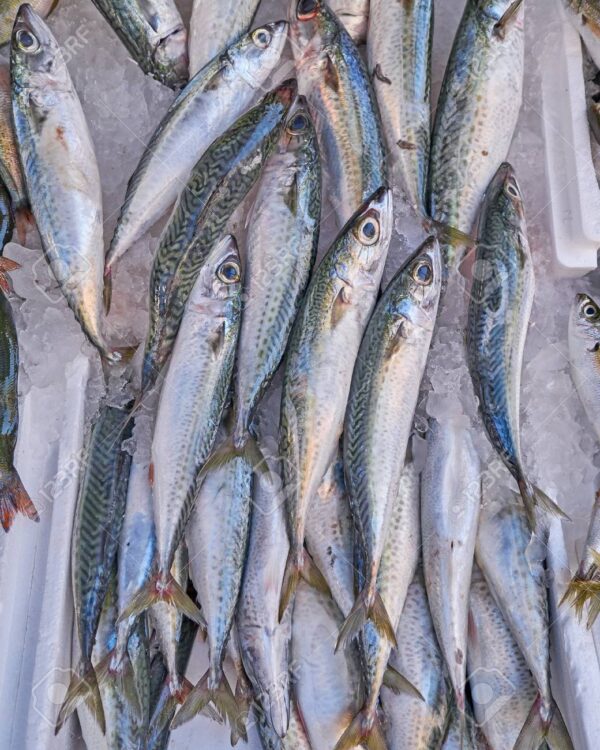 Fresh Horse Mackerel | Sardine - Image 6
