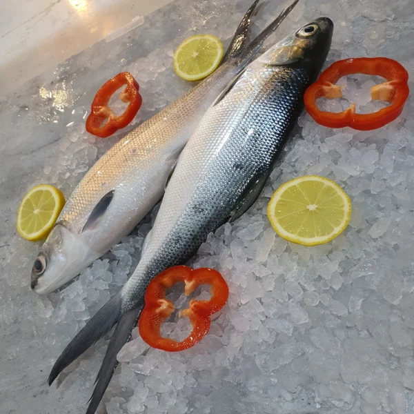 Fresh Milk Fish - Image 2