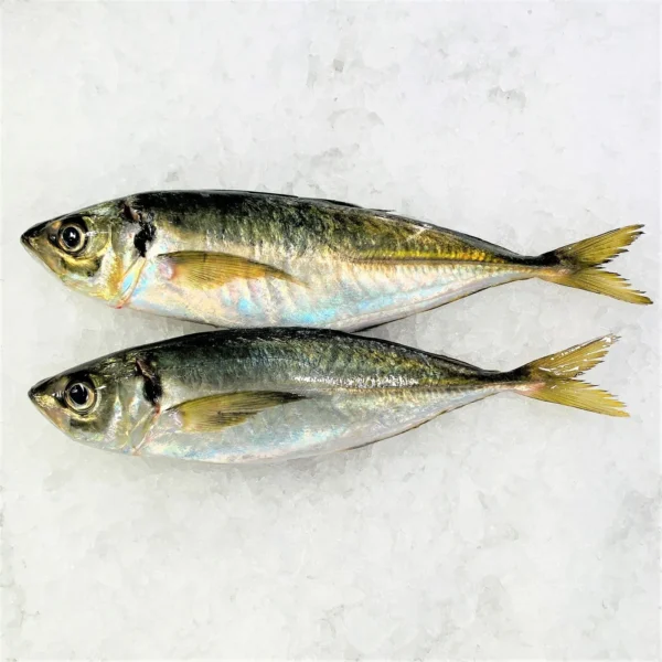 Fresh Horse Mackerel | Sardine - Image 4