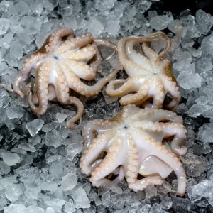 Frozen Octopus | Frozen Baby Octopus