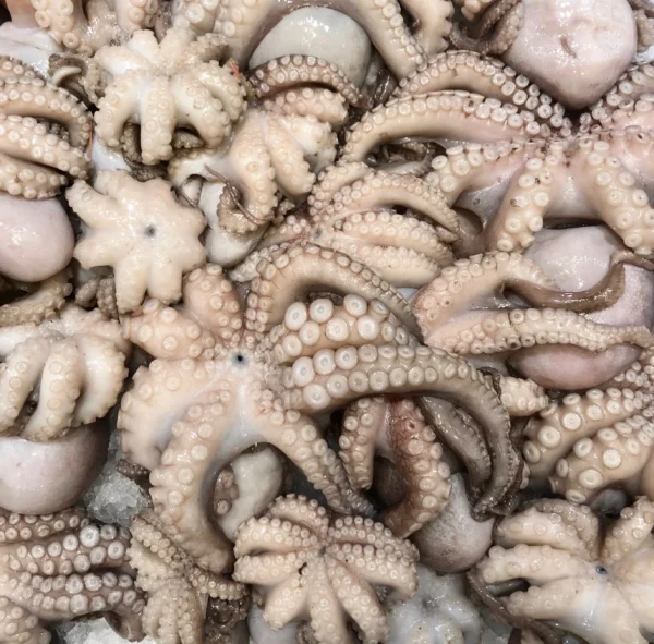 Fresh Octopus | Fresh Baby Octopus - Image 6