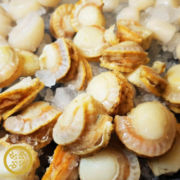 Frozen Boiled scallop meat | Hotate Scallop Meat - Image 2