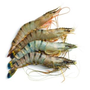 Fresh Tiger Prawn