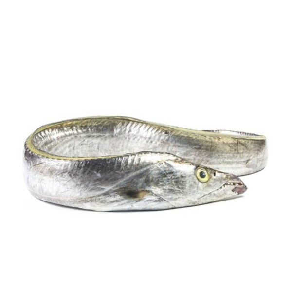 Fresh Belt Fish | Fresh Ribbon Fish - Image 3