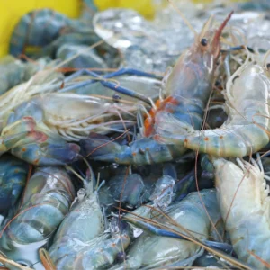 Frozen Scampies | Scampi | Water Prawn