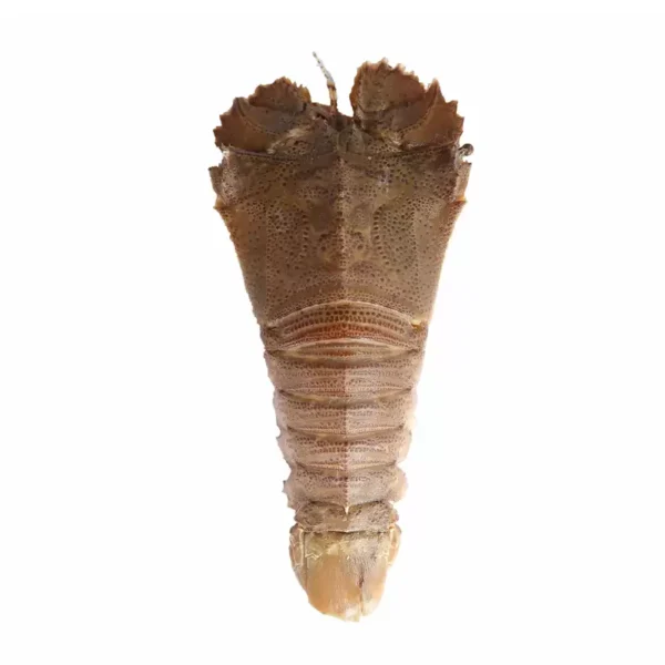 Frozen Slipper Lobster (Cray Fish) - Image 3