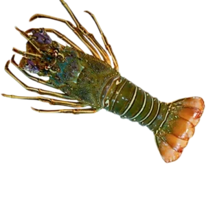 Frozen Green Lobster