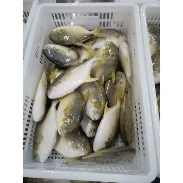 Fresh Golden Pomfret Fish - Image 2