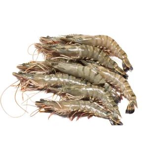 Frozen Tiger Prawn | Black Tiger Prawn
