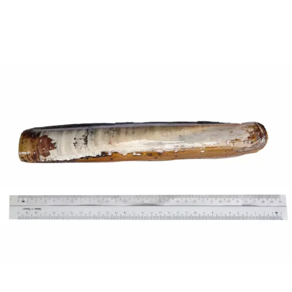 Frozen Bamboo Clam | Razor Shell - Image 4