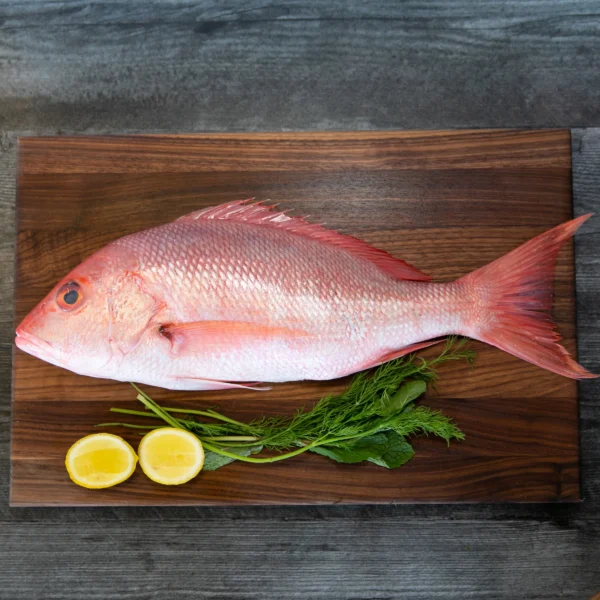 Fresh Red Snapper Fish - Image 7