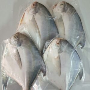 Frozen White Pomfret