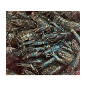 Frozen Baby Lobster