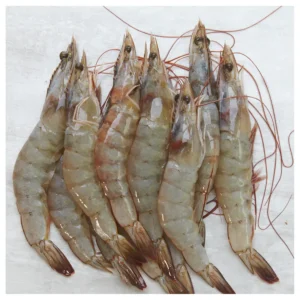 Fresh Vannamei Prawn