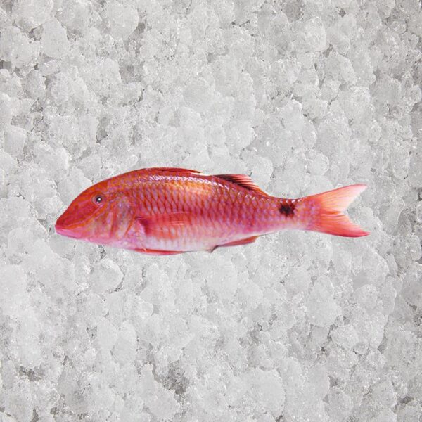 Fresh Red Mullet - Image 5
