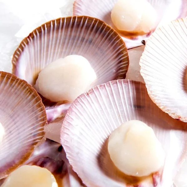 Frozen Half Shell Scallop Roe - Image 4