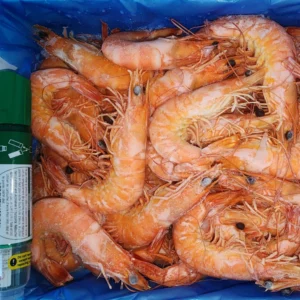 Frozen Cooked Vannamei Prawn HOSO