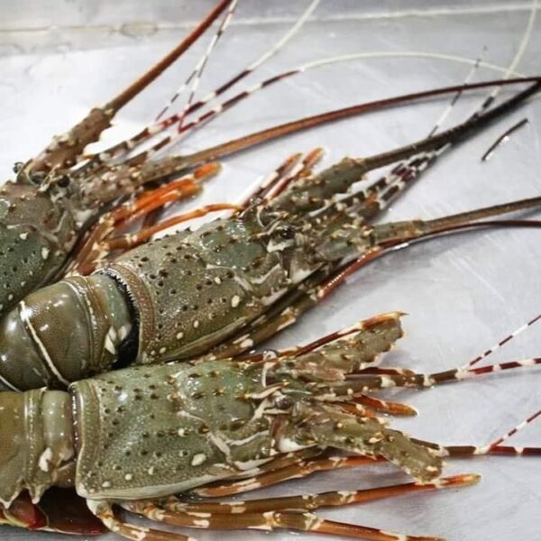 Frozen Green Lobster - Image 3