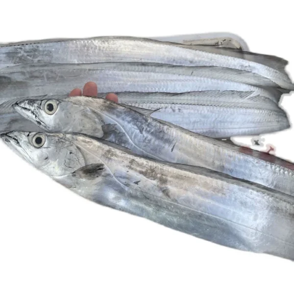 Fresh Belt Fish | Fresh Ribbon Fish - Image 6