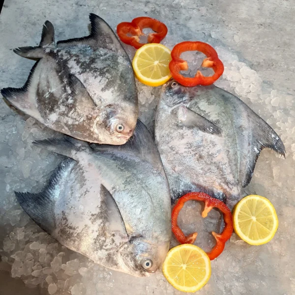 Fresh Chinese Pomfret - Image 5