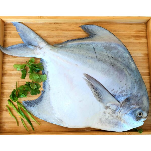 Frozen Chinese Pomfret - Image 5