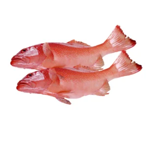 Frozen Leopard Coral Grouper
