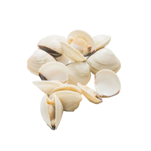 Frozen White Clam | Kapah - Image 2
