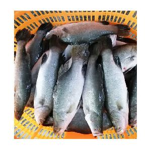 Frozen Seabass Fish (Barramundi)
