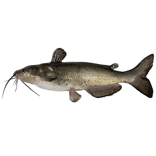 Fresh Catfish - Image 2