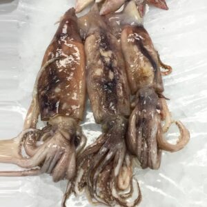 Frozen Brown Squid