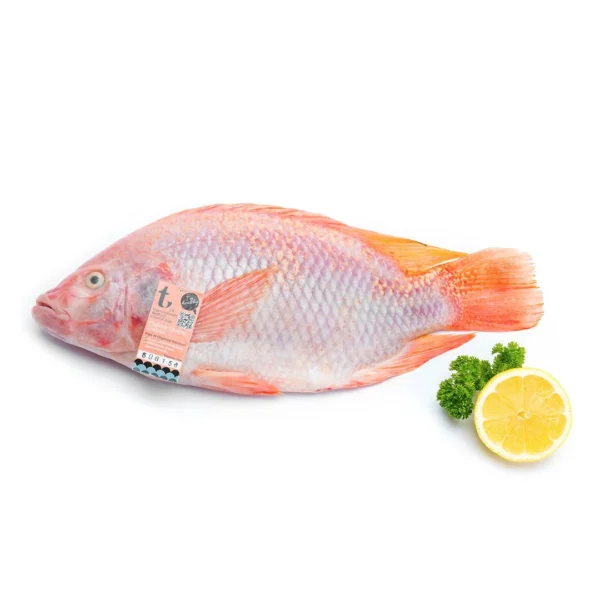 Fresh Tilapia Fish | Talapia Fish - Image 3