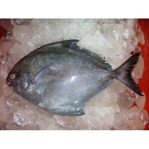 Frozen Black Pomfret