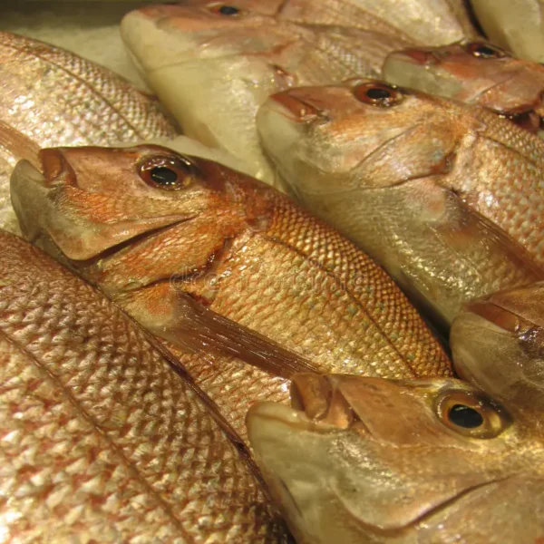 Fresh Golden Snapper Fish - Image 5