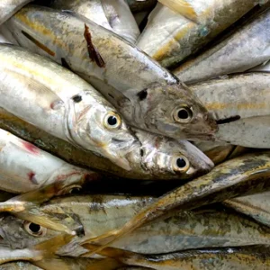 Fresh Horse Mackerel | Sardine