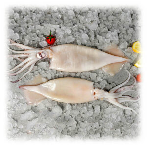Frozen Argentina Squid